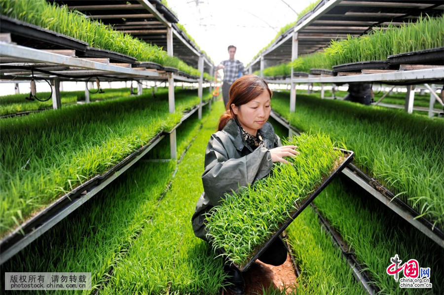 江西實現早稻工廠化無土育苗規模化種植 農業現代化的新藍本